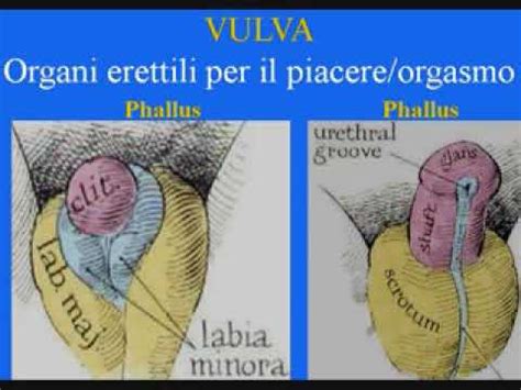 clitoride come stimolarlo|CLITORIDE. DOVE SI TROVA E COME STIMOLARLO